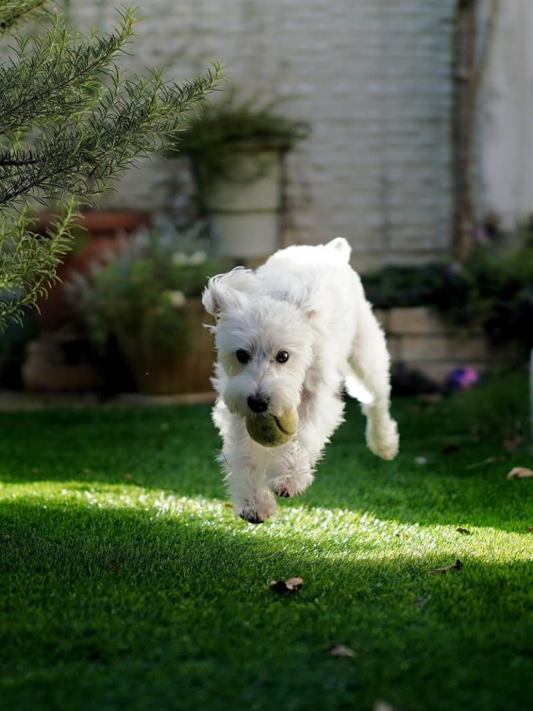 Hund springer på gräsmatta